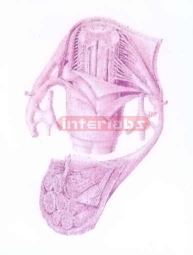 STRUCTURE MODEL OF PERIPHERAL NERVE (A)